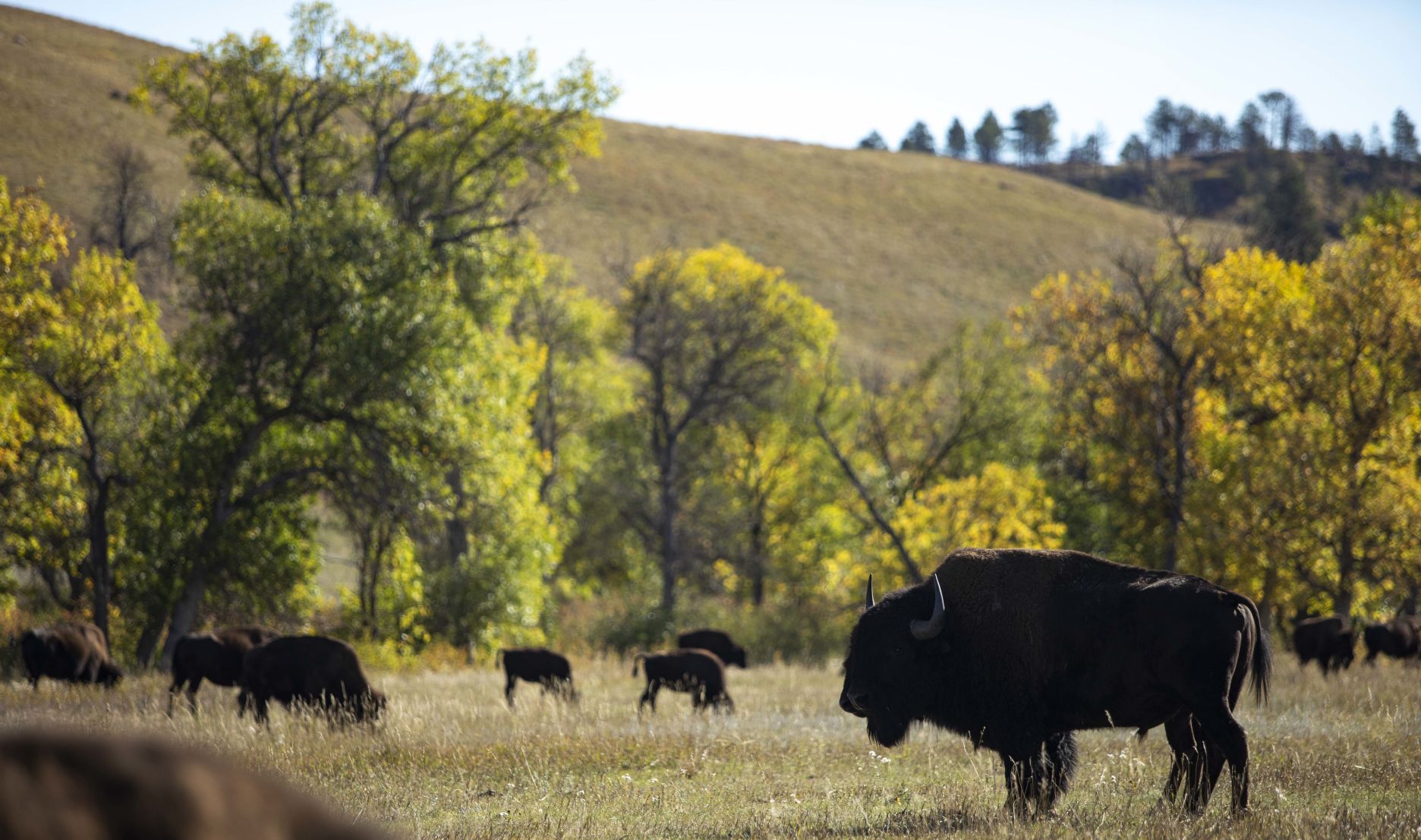 Buffalo 14